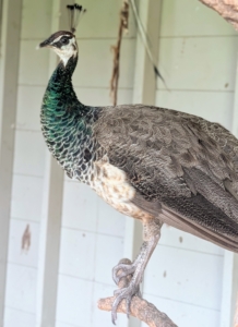 Here is another female. Remember, technically only the males are peacocks. The females are peahens, and both are peafowl. Babies are peachicks. And a family of peafowl is called a bevy.