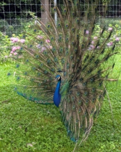 For peafowl, it's still breeding season until early August. During this time, the peacocks display their stunning and iridescent tail feathers, strut back and forth shaking their hindquarters to produce a rattling sound, and make loud calls to the females around them. Stiff rear feathers underlie the front feathers and provide support when the whole tail is raised.
