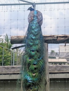 This is the tail of a mature male. A mature peacock can have up to 200 feathers in his tail, which can weigh up to half a pound. The feathers grow to five feet long – that’s longer than the bird’s body.