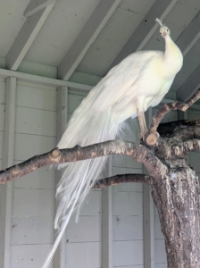 My birds have perches in their coop also, made from large, natural branches.