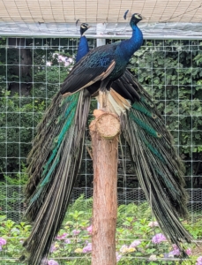 Peafowl love to perch. I provide access to perches made from old felled trees here at the farm. This perch is also covered to offer ample shade during the hottest part of the day.