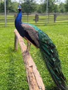 Peafowl are members of the pheasant family. There are two Asiatic species – the blue or Indian peafowl native to India and Sri Lanka, and the green peafowl originally from Java and Burma, and one African species, the Congo peafowl from African rain forests.