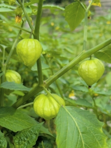 In another bed, my tomatillos. The tomatillo, also known as the Mexican husk tomato, is a nightshade plant that bears small, spherical, and green fruit commonly used in Mexican cuisine for making salsas, sauces, and soups.