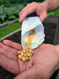 Up next for planting are the soybeans. These Karikachi soybeans produce tall, upright plants that are sturdy and vigorous, producing large, plump soybean, or edamame, pods that are delicious steamed.