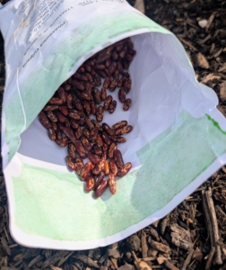 He also plants bush beans from Johnny's Selected Seeds. This variety is 'Maxibel.' Bush beans are green beans that grow in a compact, bushy form.