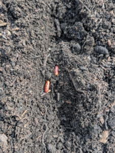 The brown mottled seeds produce slender, seven-inch green pods, which will be ready in 50-days.