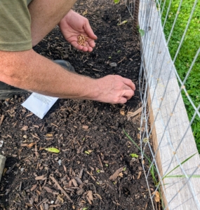 These green beans grow vertically and need to be supported in order to thrive.