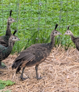 These four are in an adjacent pen until they are bigger. They share the space with my pheasants and younger chickens.