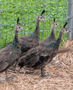 And look at this foursome - peachicks Ari gifted me. These will have dark green markings when mature.