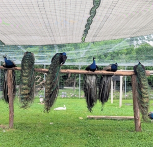 Peafowls are very hardy birds, and even though they are native to warm climates, they also do well when it's cold. I am so pleased with my ostentation - friendly, observant, and great company here at Cantitoe Corners.