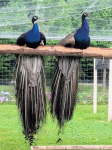 As beautiful as peafowl are, they don’t make very melodious sounds. Peafowl have 11 different calls, with most of the vocalizing made by the peacocks. Oftentimes, I can hear them all the way from my Winter House.