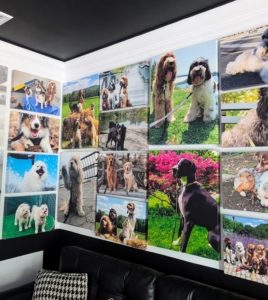 Walking into Delighted Pets, one is greeted with classical music and a room filled with "client" photos.