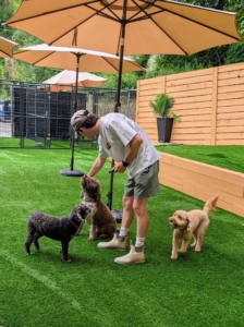 It's important that any dog daycare facility be well-supervised. There are always at least two guardians in the enclosure for safety and proper management.