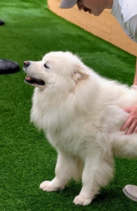 This is a Samoyed with its striking white coat and friendly disposition. This "Sammy" is a regular at Delighted Pets, and seems to love it.