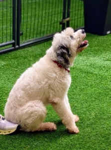 At Delighted Pets, dogs are given one-on-one attention, training, and lots of playtime. As the saying goes, a "good dog is a tired dog."