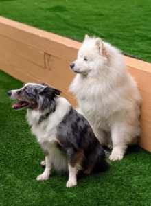 Dogs are well-socialized. Many of the dogs are together on a daily basis.