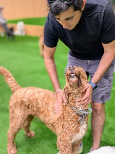 Here's my friend Ari Katz, who runs the @raisingtheperfectpet Instagram page. He is an experienced dog handler and breeder of Labrador Retrievers.