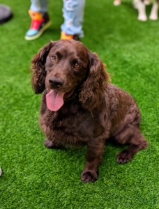 All breeds and mixes are accepted at Delighted Pets. This is a Boykin spaniel, a medium sized dog originally bred for hunting wild turkeys and ducks. It is a very active breed that needs lots of exercise and mental stimulation, but is considered a friendly, social dog and good family pet.
