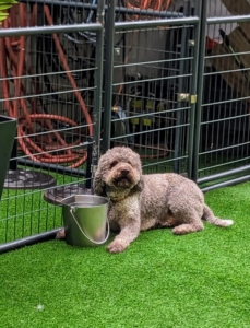 This is a Lagotto Romagnolo, the well-known "truffle dog" of Italy. When looking for a reputable dog care facility in your neighborhood, be sure to do your homework and research what the center offers. Delighted Pets... it's a good thing.