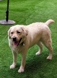 Here is a yellow Lab waiting for its turn for attention. Also be sure your dog is accustomed to riding in a car and being away from home without anxiety.