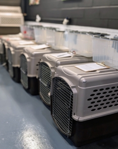 An adjacent kennel room has individual crates for quiet time and naps. Owner notes and personal food, treats and supplies are kept near each crate.