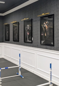 Every room is clean and climate-controlled. The main exercise room of Delighted Pets is decorated with a gallery of dog portraits.