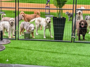 Outside, in one of the fenced in dog spaces - a small number of friendly dogs is already enjoying a morning playtime session.