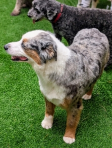 When selecting a daycare or boarding facility for your pet, be sure it is up-to-date on all vaccines and accustomed to being with other dogs.