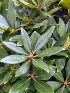 Rhododendron leaves are characterized by their laurel-like, green elliptic shape, which is thick, leathery, and glossy. Rhododendron leaves also have scales, distinguishing them from azalea leaves, which have small hairs.