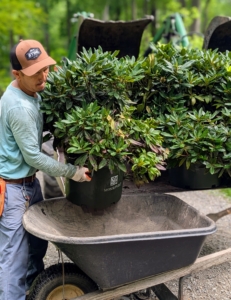 Chhiring carefully loads each potted rhododendron onto the wheelbarrow for transport.