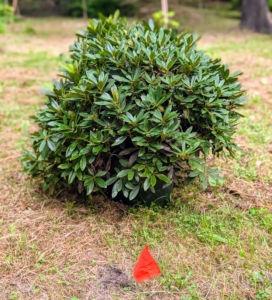 And then places one next to each designated flag. Rhododendrons require the right balance of light. While they are shade-loving, insufficient light can decrease the ability to flower. The ideal conditions feature morning sunlight with afternoon shade.