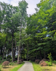 This area is part of the northern half of the Maple Woodland. It will be wonderful for these plants.
