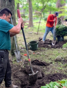 Arnold and Alex start digging the holes for all 36 rhododendrons. When planting a large grouping, it's often faster to do it in a production line fashion.