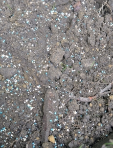 Remember what I always say, "if you eat, so should your plants." Fertilizer is mixed in with the soil.