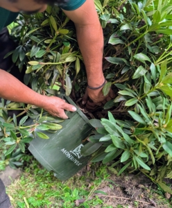 Meanwhile, Arnold removes the plant from its original pot.