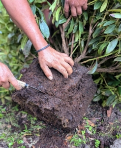 And then he scarifies the root ball, meaning he uses a knife to make intentional cuts around the entire root ball to loosen the roots and stimulate growth.