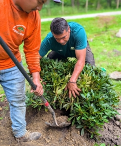 Alex and Arnold work together to backfill, making sure the plant is buried as deeply as it was in its original container.