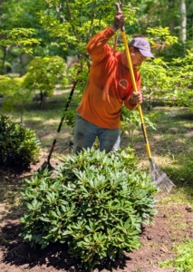 Once planted, Alex rakes the area, so it is neat and tidy. Doing this also allows one more look to make sure everything is done properly.