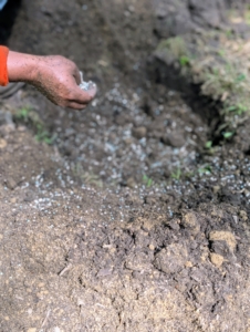 Alex sprinkles a generous amount of appropriate fertilizer in and around the hole.