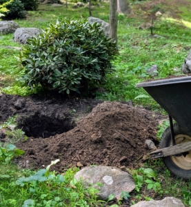 Chhiring also brings a wheelbarrow full of composted soil from my yard to each hole.