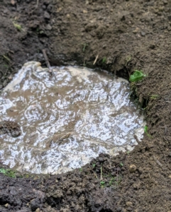 Because it is so hot and humid, I like to give each rhododendron ample water when it is transplanted. Chhiring fills the hole first with water.