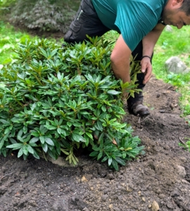 Next, Arnold places the specimen into the hole. Plant rhododendrons on a mound above the base soil to ensure well-drained and healthy roots. This also keeps the bottom most leaves from laying on the ground.