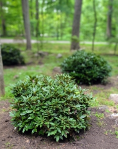 This Japanese Maple Woodland area is constantly evolving and I can't wait until these white rhododendrons bloom next spring. I named this garden in memory of my late sister, Laura Plimpton. I just know she would be so pleased with how it's doing.