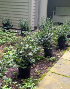 My head gardener, Ryan McCallister, is in charge of placing plants in their planting locations. Since these lilacs are more compact, they are positioned about three to four feet apart. Before digging the holes, the distance between each plant is measured accurately and the pots are lined up straight.