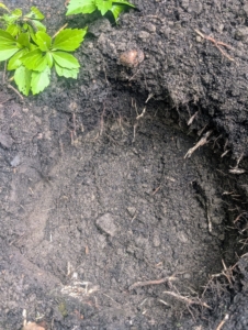 When planting, the hole should be at least twice the size of the plant. Lilacs thrive in well-drained, fertile soil with a pH between 6.0 and 7.5. For best growth, the soil should also be enriched with organic matter.