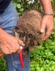As with any new specimen, before it is planted the root ball is scarified. Essentially, one breaks up small portions of the root ball to loosen the roots a bit and create some beneficial injuries. This helps the plant become established more quickly in its new environment. Arnold does this to the bottom of the root ball.