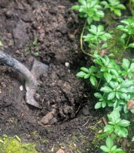 Any pachysandra that needs to be moved is carefully transplanted elsewhere - no plants are ever wasted here at my farm.