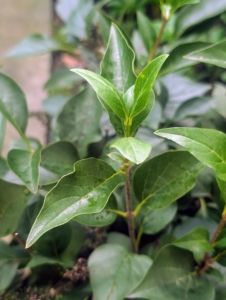 Lilacs have green foliage and a slender, upright growth habit.