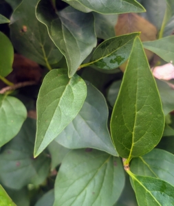 Lilac leaves are simple, opposite, ovate, about two to four inches long, and usually shaped like elongated hearts.