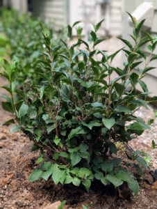 These plants are just a foot tall now, but in general, lilacs typically grow about six to 12 inches each year. I'll be sure to share more photos when they are flowering. Keep following my blog for gardening tips and ideas.